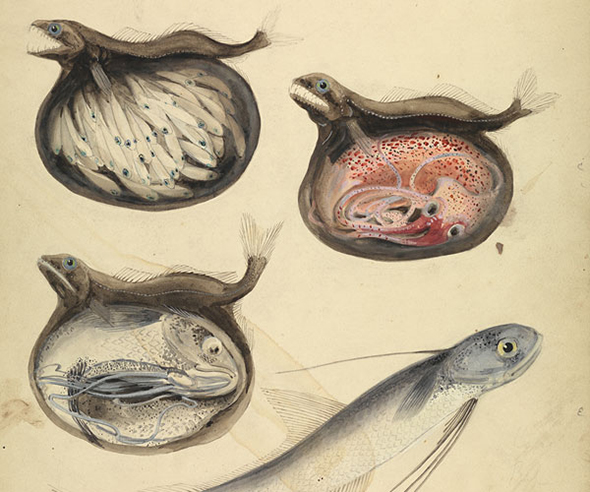 Exploratory Works : Drawings from the Department of Tropical Research Field Expeditions